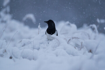 Magpie among snowdrifts in a meadow