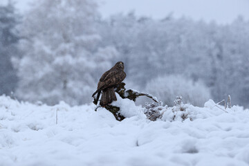 A bird of prey in a beautiful winter scenery