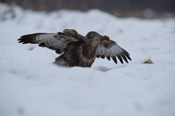 Buzzard devouring prey in deep snow