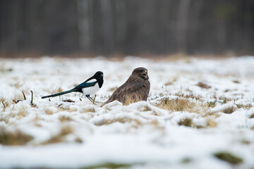 Magpie and buzzard in a winter meadow
