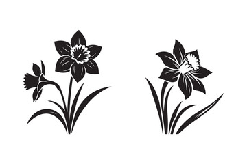 Daffodil flower silhouette with white background