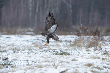 A screaming buzzard flying over a meadow during snowfall