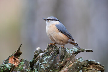 A nuthatch sitting on a rotten branch