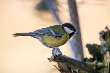 Great tit on a branch against a warm background