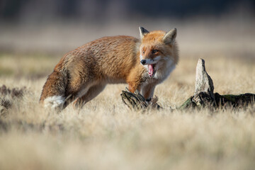 Fox with open mouth on a meadow