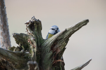 Blue Tit hidden behind a broken branch
