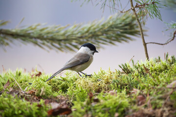 A tit with a black head on the moss