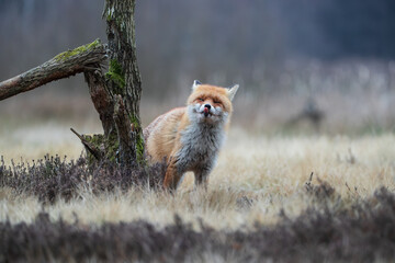 A fox emerging from behind a stump licking its nose