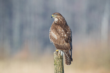 Buzzard sitting on a peg on a sunny day
