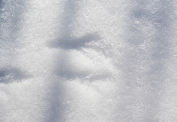 Obraz premium Bird feet traces in snow, abstract background, frost weather