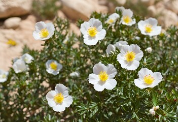 Fototapeta premium white flowers in the meadow