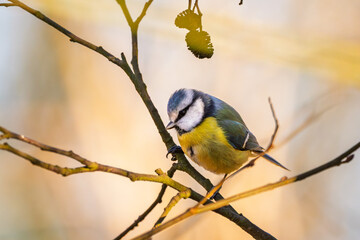 Blaumeise mit beim Sonnenuntergang im Frühling auf einem Ast / Vogel