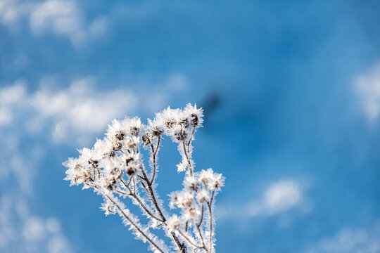 a wonderful winter day, trees and grass covered with frost, nature is adorned with frost and snow