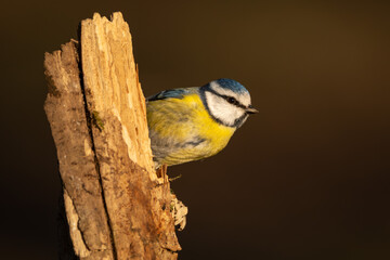 Blaumeise mit beim Sonnenuntergang im Frühling auf einem Ast / Vogel