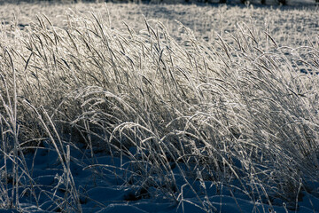 a wonderful winter day, trees and grass covered with frost, nature is adorned with frost and snow