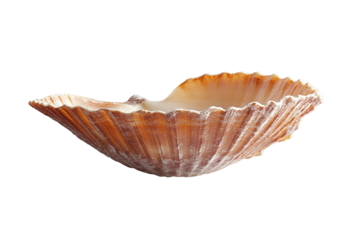 A large pink and orange shell with a white center. ,on transparent background.