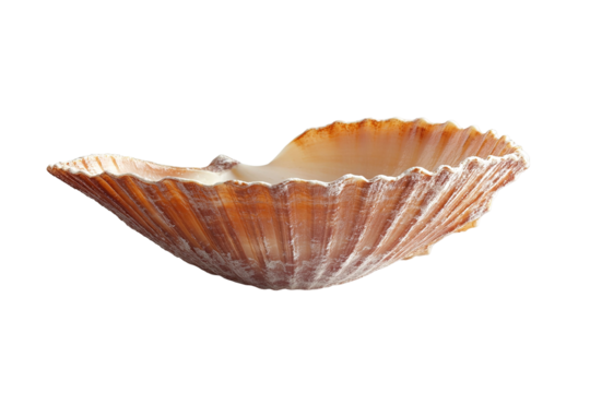 A large pink and orange shell with a white center. ,on transparent background.