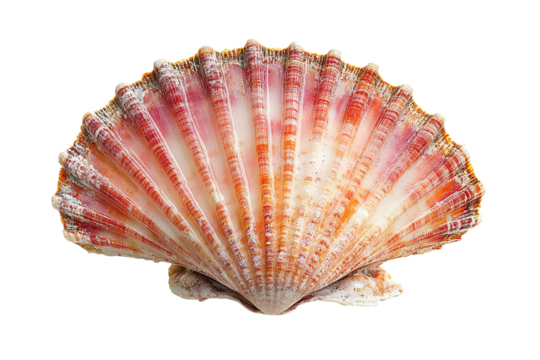A large pink and orange shell with a white center. ,on transparent background.
