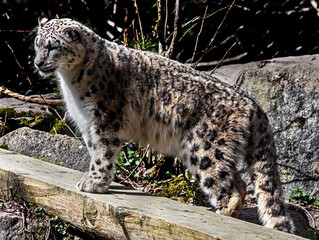 Fototapeta premium Snow leopard on the beam. Latin name - Uncia uncia 