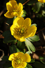 Obraz premium Winter aconite (Eranthis hyemalis) in bloom, close up