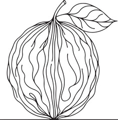 Simple Walnut Line Drawing – Vector Illustration