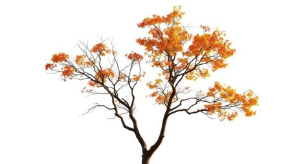 Single deciduous tree, stark branches against pure white, illustration, branches