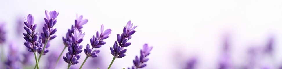 Close-up of lavender flowers blooming on a white background, white, flowers