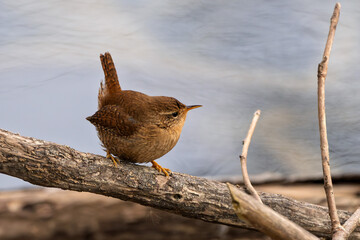 Zaunkönig am Boden auf der Futtersuche an einem Bach / Vogel