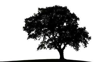 Fototapeta premium Single, majestic tree silhouetted against a pure white backdrop, artwork, digital