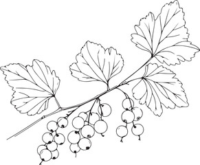 Obraz premium White Currant Line Art Vector – Fresh and Clean Design