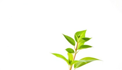 Obraz premium Single vibrant green plant, isolated on pure white background, close-up, ecology