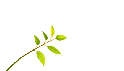 Obraz premium Single vibrant green plant, isolated on pure white background, fresh, background