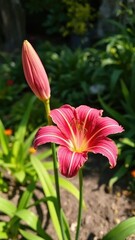 Obraz premium Blooming Little Wine Cup daylily in a shaded area, shaded gardens, garden features, botanicals