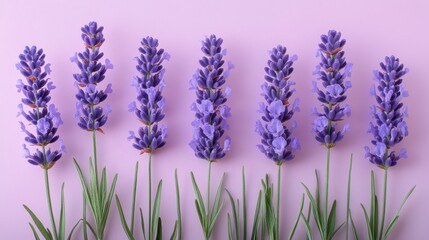 Naklejka premium lavender isolated,studio background