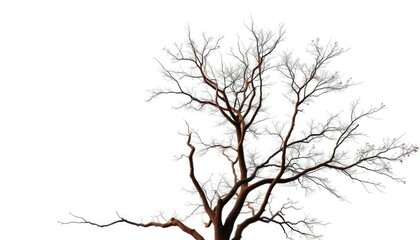 Obraz premium A lone deciduous tree, branches reaching skyward, against a pure white backdrop, serenity, elegance