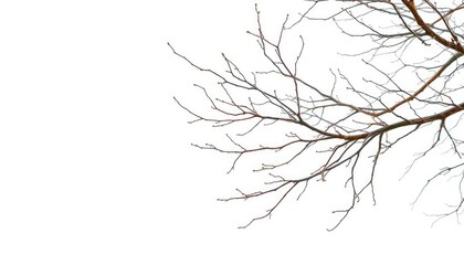 Obraz premium Intricate bare branches against a pure white backdrop, branches, bough