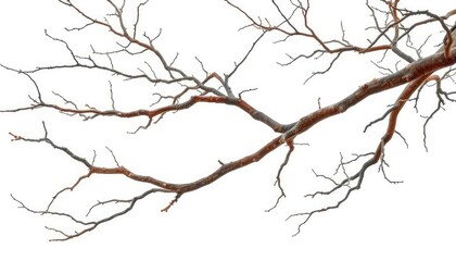 Obraz premium Isolated tree branches against pure white backdrop, showcasing intricate textures and natural forms, graphic, studio shot