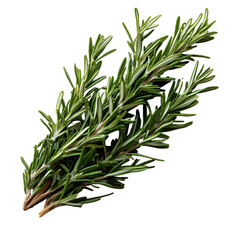Fototapeta premium Fresh green rosemary sprigs culinary herb aromatic isolated transparent background