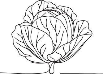 Organic Cabbage Line Art Vector – Simple & Creative
