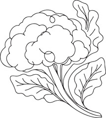 Cauliflower Line Drawing Vector | Minimalist Vegetable Art