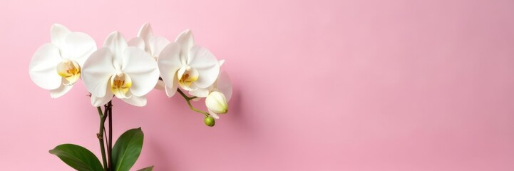 White orchids and greenery in a vase on a light pink background, refined, orchid, arrangement