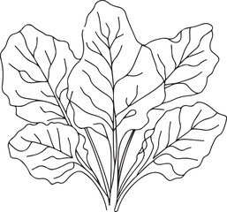 Minimalist Collard Greens Vector – Line Art Design