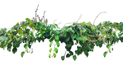 green leaves isolated, a plant with leaves and vines on it, Green Ivy Vine, a green plant hanging from a tree, a vine with leaves hanging 