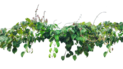 green leaves isolated, a plant with leaves and vines on it, Green Ivy Vine, a green plant hanging from a tree, a vine with leaves hanging 
