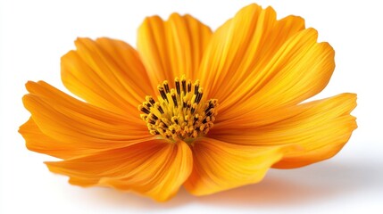 Obraz premium orange cosmos isolated,studio background