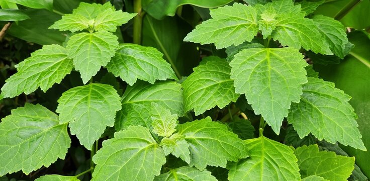 A close up view of patchouli plants.