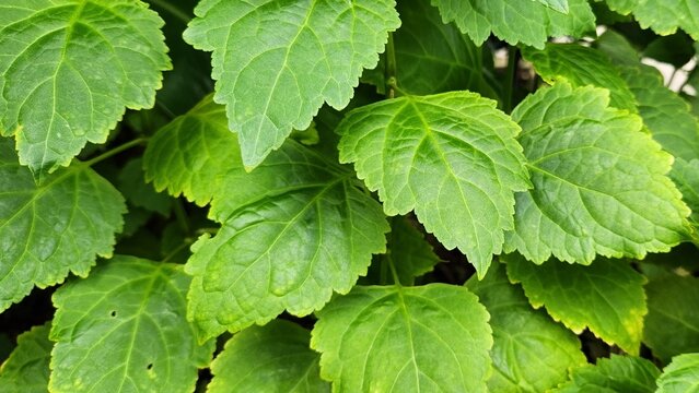 A detail photo of patchouli leaves.