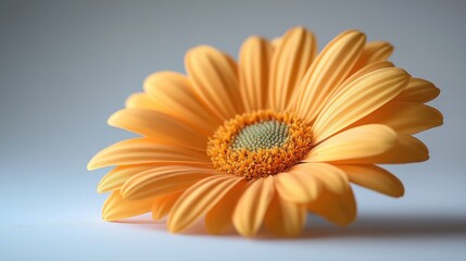 orange daisy isolated,studio background