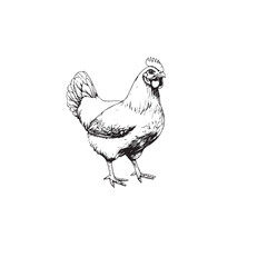 vector illustration of a chicken