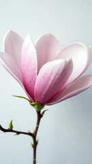 Radiant Pink Magnolia Bloom: Elegant Mother's Day Marketing Image for Cards, Flyers, and Social Media